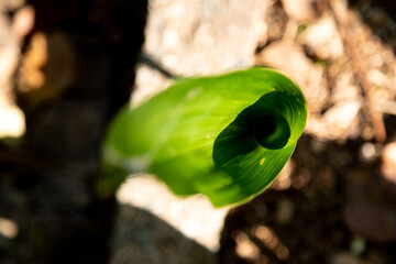 Folha de planta de cor verde. 