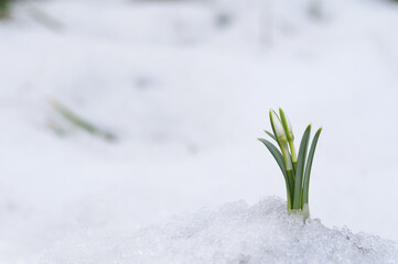 Snowdrops and snow. - 746808544
