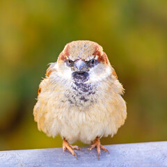 A sparrow sits on a metal railing in the city and looks head-on into the camera