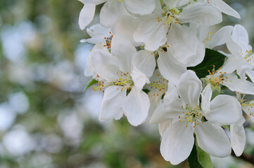Apple flowers in bloom. - 746808563