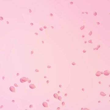 Pink petals on the pink background