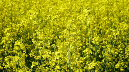 Rapeseed field. Background texture: yellow rapeseed field and blue sky. Banner. Concepts: agronomy, harvest, export of agricultural products.