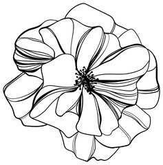Abstract wild flower isolated on white background. Black and white engraved ink art illustration.