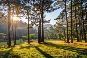 A peaceful morning in a natural landscape park, with the sun shining through the trees and the grass glowing in the warm sunlight