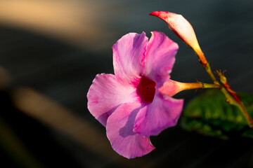 Dipladênia flor cor de rosa com fundo desfocado. 
