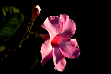 Dipladênia flor cor de rosa com fundo desfocado. 