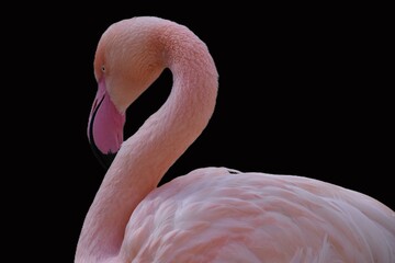 portrait of a pink flamingo on a black background