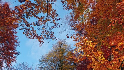Park Tree Tops with Beautiful Red Orange and Yellow Golden Autumn Leaves Falling