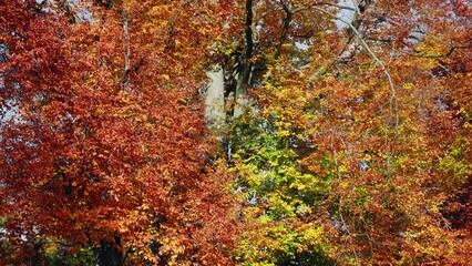 Park Tree Tops with Beautiful Red Orange and Yellow Golden Autumn Leaves Falling