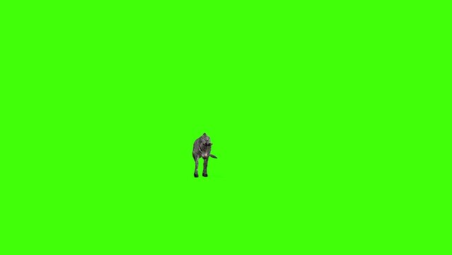 3D zebra approaches from a distance animation on green screen, 4k Grévy's zebra slow-moving render with front view on chroma key