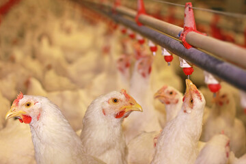 Chicken farm, eggs and poultry production. Chickens drink water and eat. Close up - low angle view