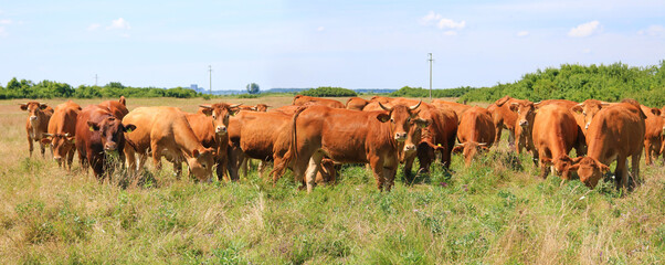 Cows grazing on pasture, landscape panorama - rural scene, beautiful summer day