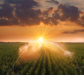 Irrigation system watering corn field at sunset. Drone shot of rain gun sprinkler irrigation system...
