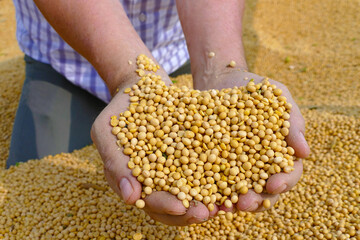Soybean grain in a hands of successful farmer in tractor trailer after harvest for transport to the warehouse storage, agricultural occupation. Close up - sunny day