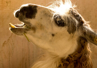 A lhama ou o lama (Lama glama), do quíchua lhama, é um mamífero ruminante . - obrazy, fototapety, plakaty
