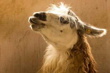 A lhama ou o lama (Lama glama), do quíchua lhama, é um mamífero ruminante .