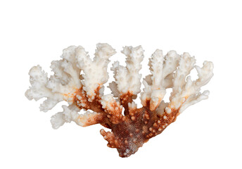 White and brown sea coral isolated cutout on transparent
