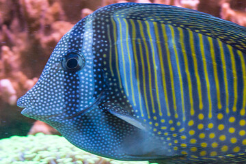 Peixe com listas de cor azul e amarela nadando em aquário.   - obrazy, fototapety, plakaty