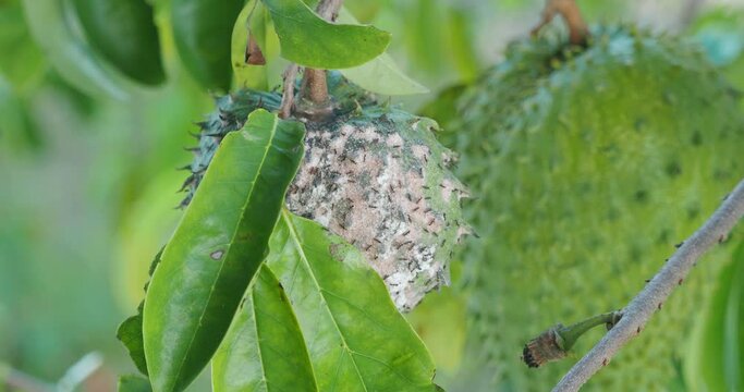 One soursop guanabana fruit rotting on tree. 