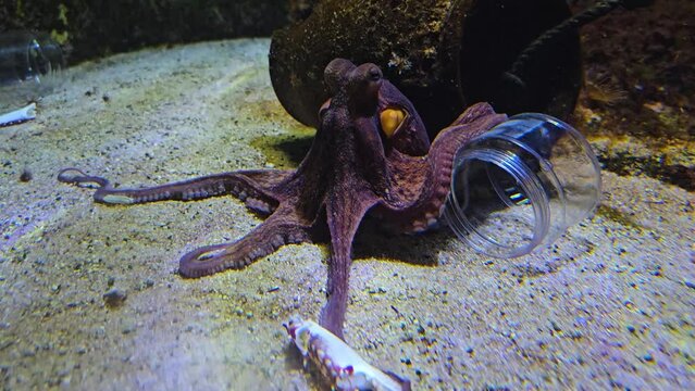 A small octopus moving around the sea ground