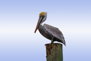 Pelicans in Flight and perched on Pier Post