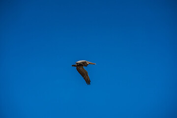 Pelicans in Flight and perched on Pier Post