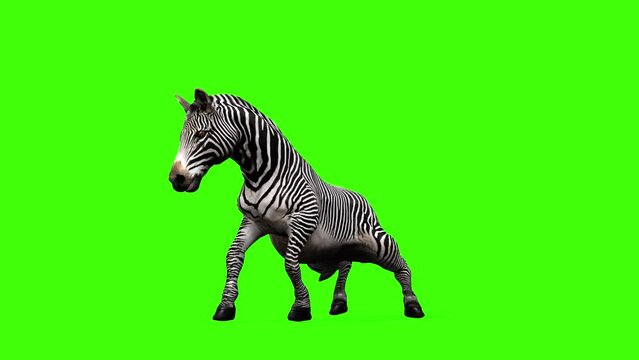 3D zebra is standing up animation on green screen, 4k Grévy's zebra stand up render with front view on chroma key, African equines with distinctive black-and-white striped coats