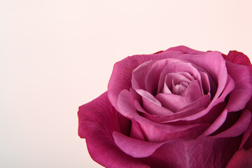 Pink rose on a light pink background. Horizontal banner for the holiday. Postcard for Mother's Day.