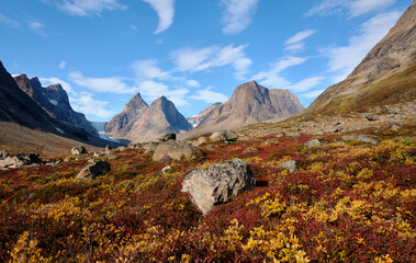 Autumn vegetation at Dronning Marie Dal near Skoldungen, East Greenland © Annee