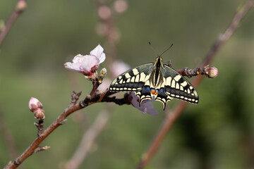Swallowtail butterfly during spring