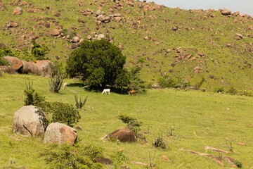 Boiada pastando em uma serra com muitas pedras e vasta vegeta&ccedil;&atilde;o. 