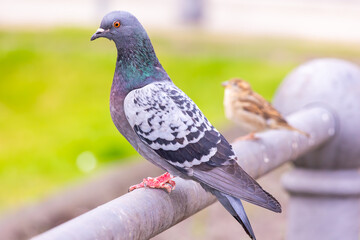 A beautiful city pigeon sits on a railing in the city, next to it a sparrow sits in a blur in the...