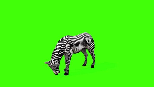3D zebra eating grass animation on green screen, 4k Grévy's zebra eat hay render with top view on chroma key, African equines with distinctive black-and-white striped coats