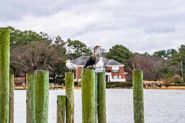 Obraz premium Cormorants and Seagulls perched on Pier Posts