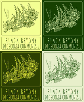 Set of drawing BLACK BRYONY in various colors. Hand drawn illustration. The Latin name is DIOSCOREA COMMUNIS L.