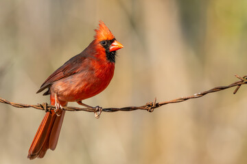 male cardinal on barbed wire