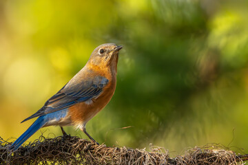 Bluebird on a branch
