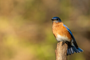 Bluebird on a branch