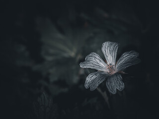 close up of a silver flower in the night