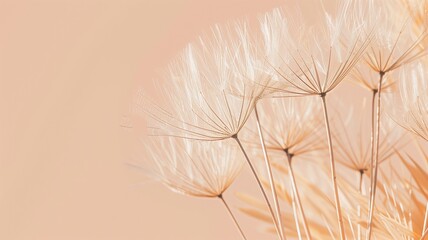 Delicate dandelion seeds against a soft pastel background