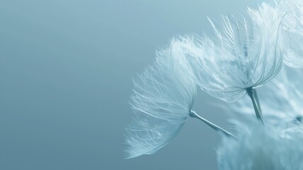 Close-up of delicate white dandelion seed head on a blue background