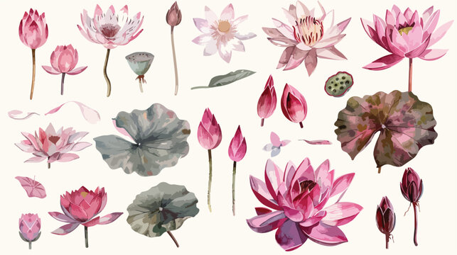 Watercolor lotus flowers leaves illustrations hand 