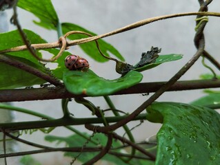 Two ladybugs mating on a green leaf 