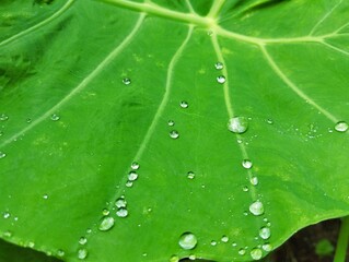 Water droplets on a green leaf 