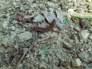 Obraz na płótnie Canvas Brown caterpillar sitting on the ground 