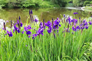 spring blue irises in green grass