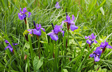 spring blue irises in green grass