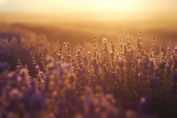 Fotobehang Golden Hour Glow over Lavender Fields © slonme