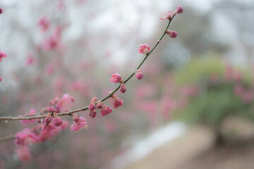 春近し梅の花