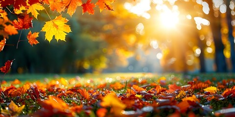 Vivid autumn leaves in a sunlit meadow on the summer solstice. Concept Scenic Landscape, Nature Photography, Seasons, Sunlight, Meadow